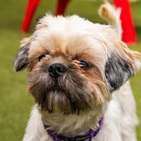 Bridgette, an adopted Lhasa Apso in Santa Cruz, CA image 5/6