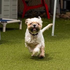 Bridgette, an adopted Lhasa Apso in Santa Cruz, CA image 1/6