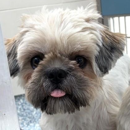 Bridgette, an adopted Lhasa Apso in Santa Cruz, CA image 6/6