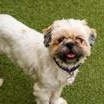 Bridgette, an adopted Lhasa Apso in Santa Cruz, CA image 3/6