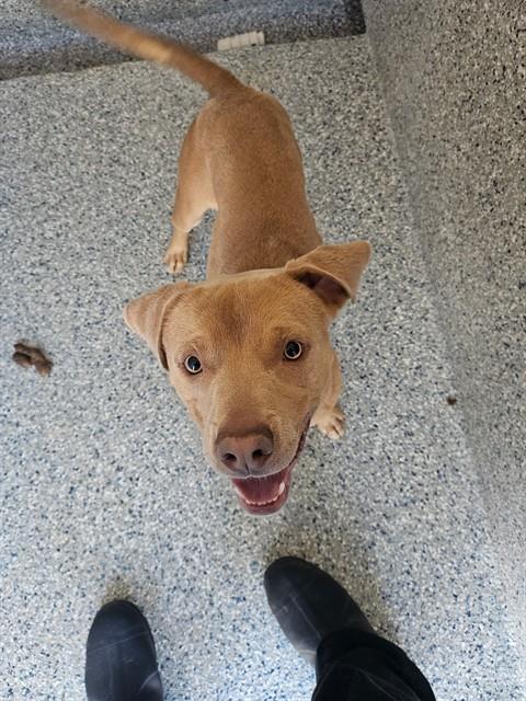 Enlarge KILO, a Adoptable mixed breed in Paradise, CA image 1/1