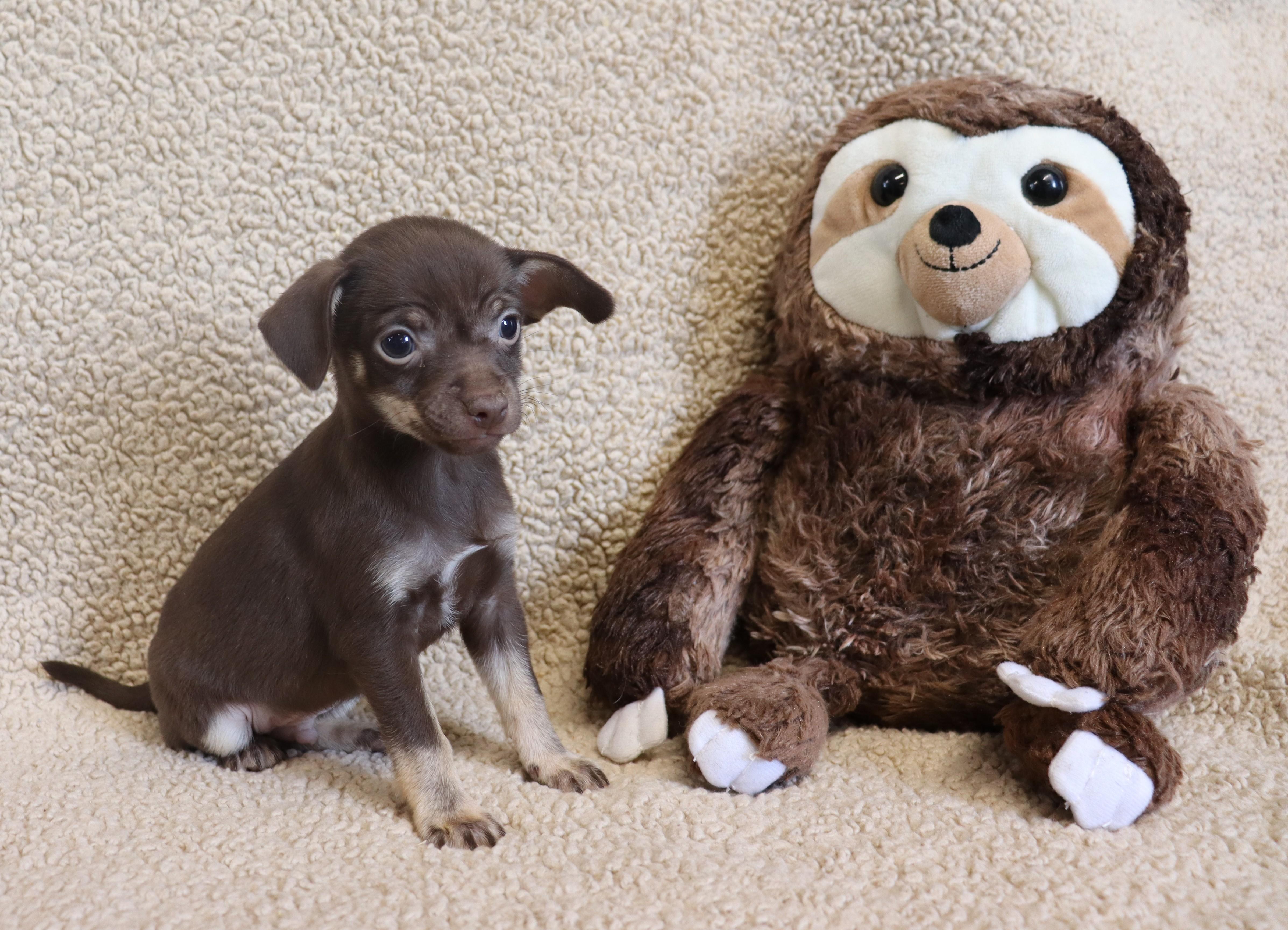 Enlarge Paul, a Adoptable Chihuahua in Bridgewater, NJ image 3/6