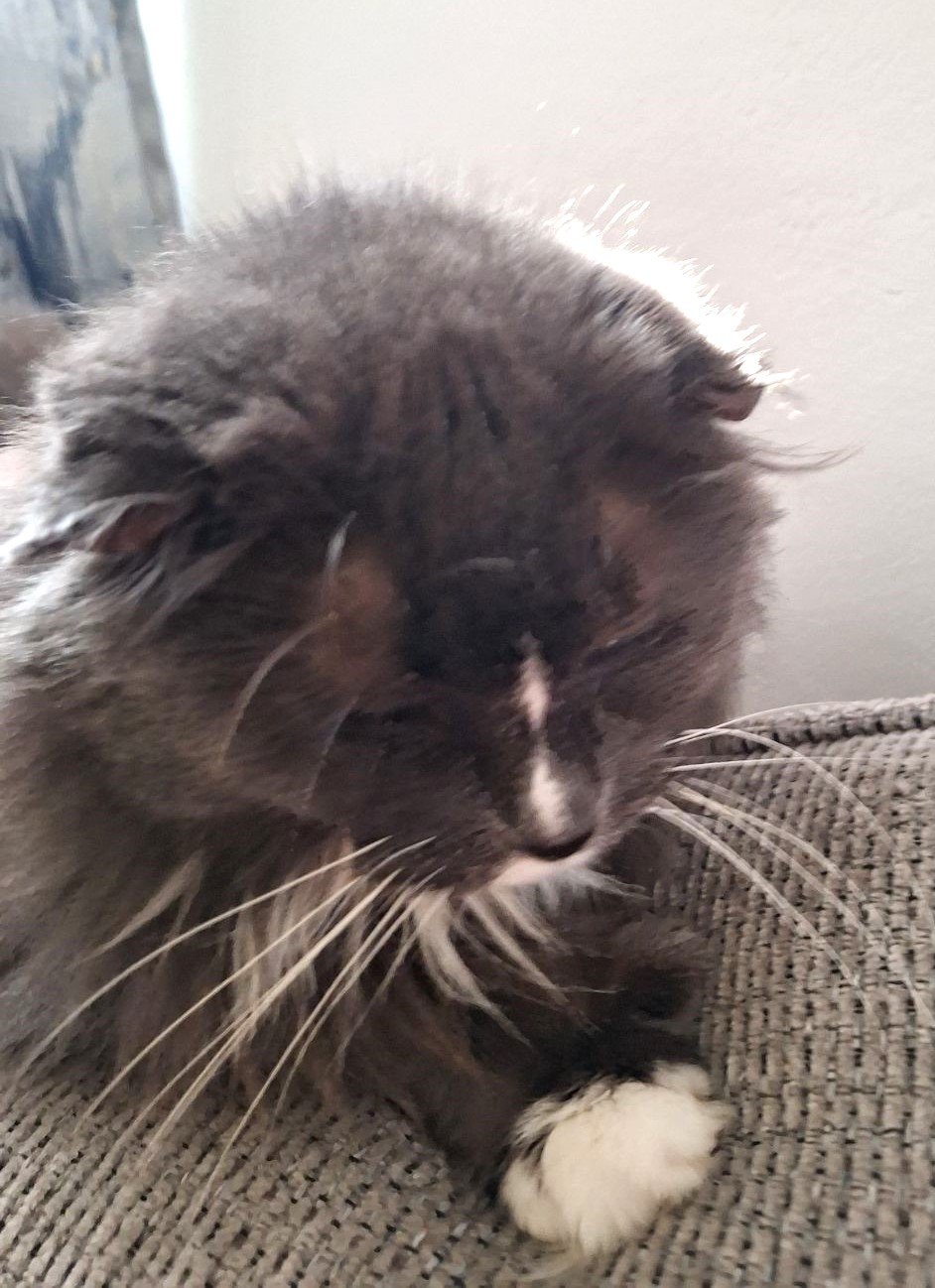 Mitzi (Maine Coon-Polydactyl) photo 2