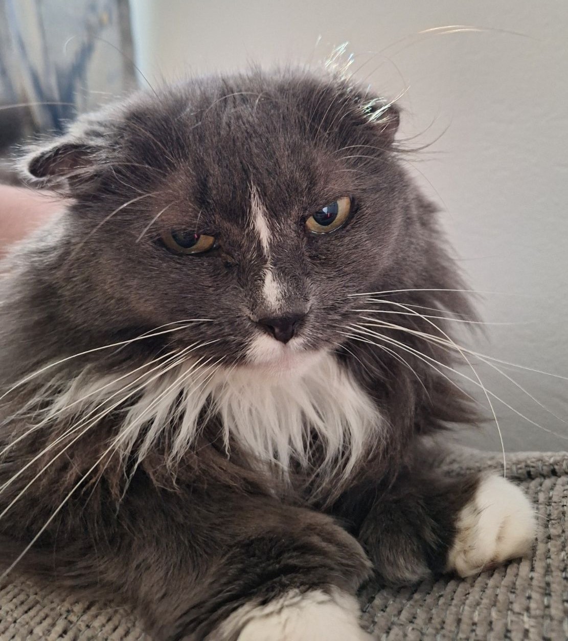Mitzi    (Maine Coon-Polydactyl), Adult Female Maine Coon