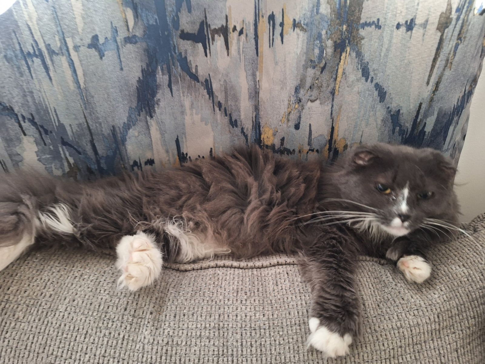 Mitzi (Maine Coon-Polydactyl) photo 3