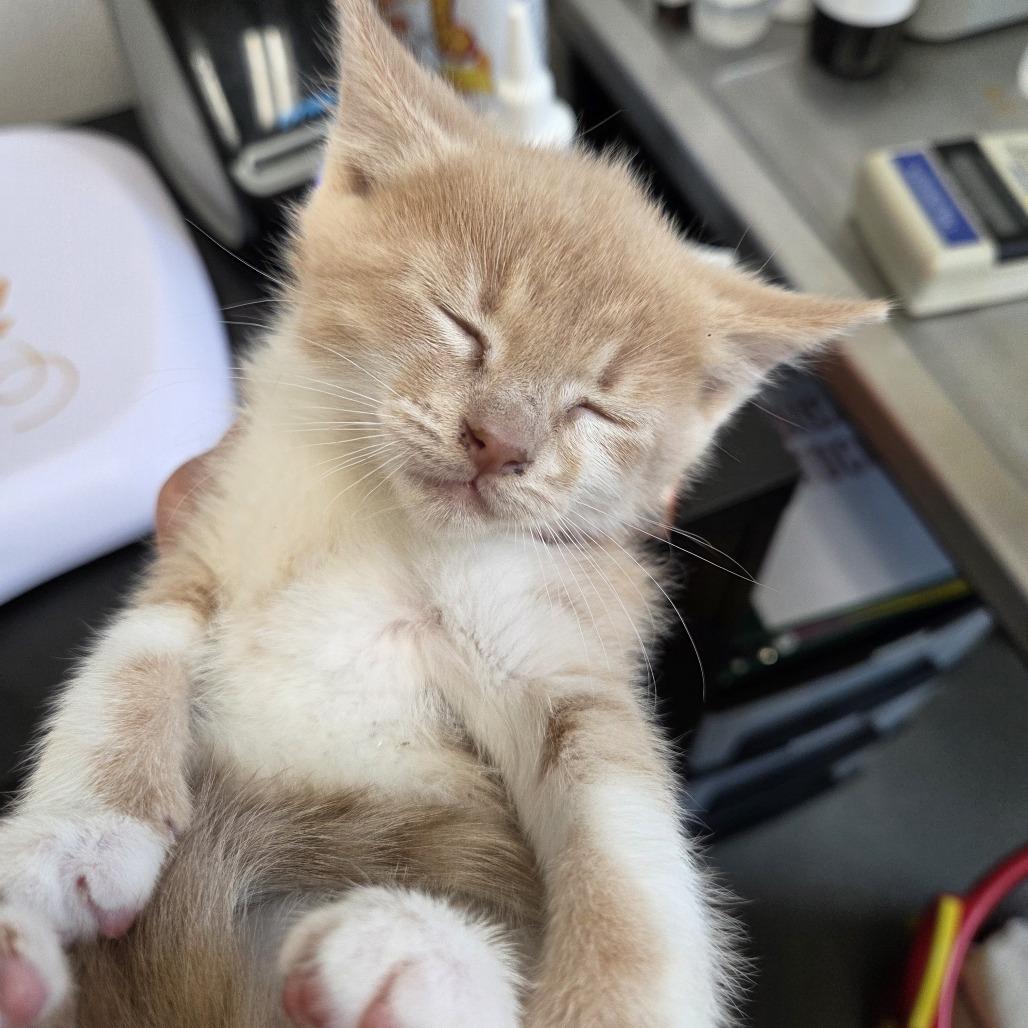 Cider, Adoptable, Kitten Female Domestic Short Hair.