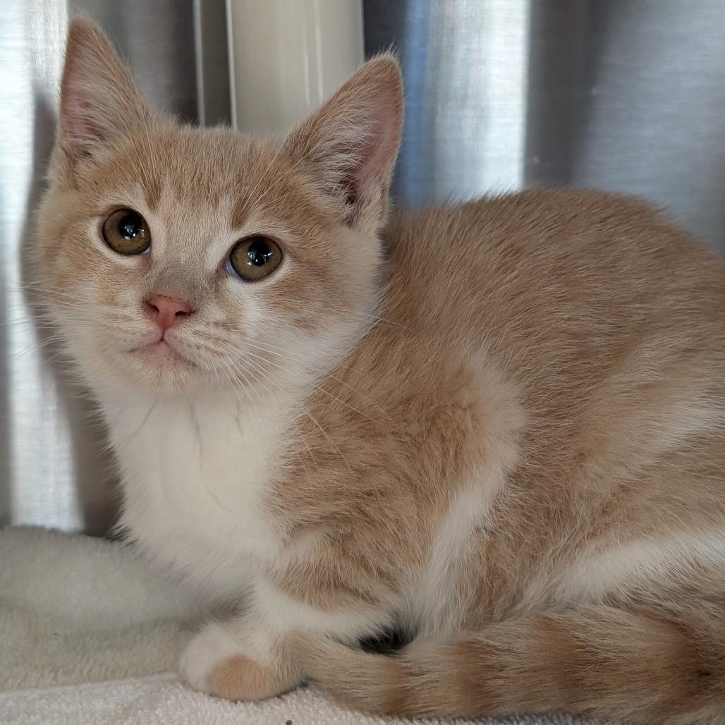 Enlarge Cider, a Adoptable Domestic Short Hair in Asheville, NC image 2/6