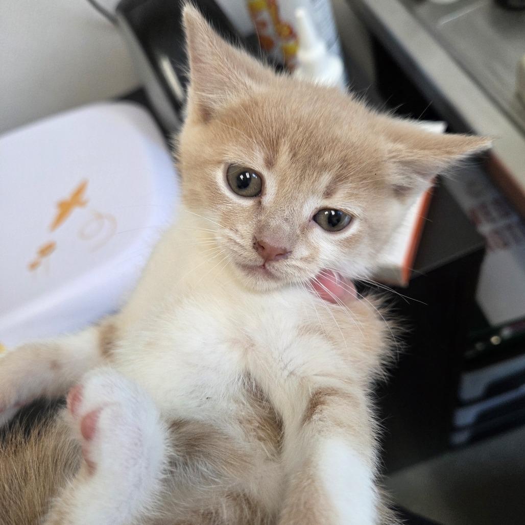 Enlarge Cider, a Adoptable Domestic Short Hair in Asheville, NC image 3/6