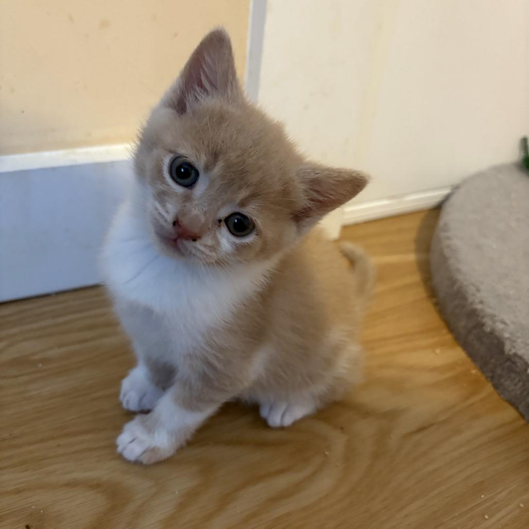Enlarge Cider, a Adoptable Domestic Short Hair in Asheville, NC image 4/6