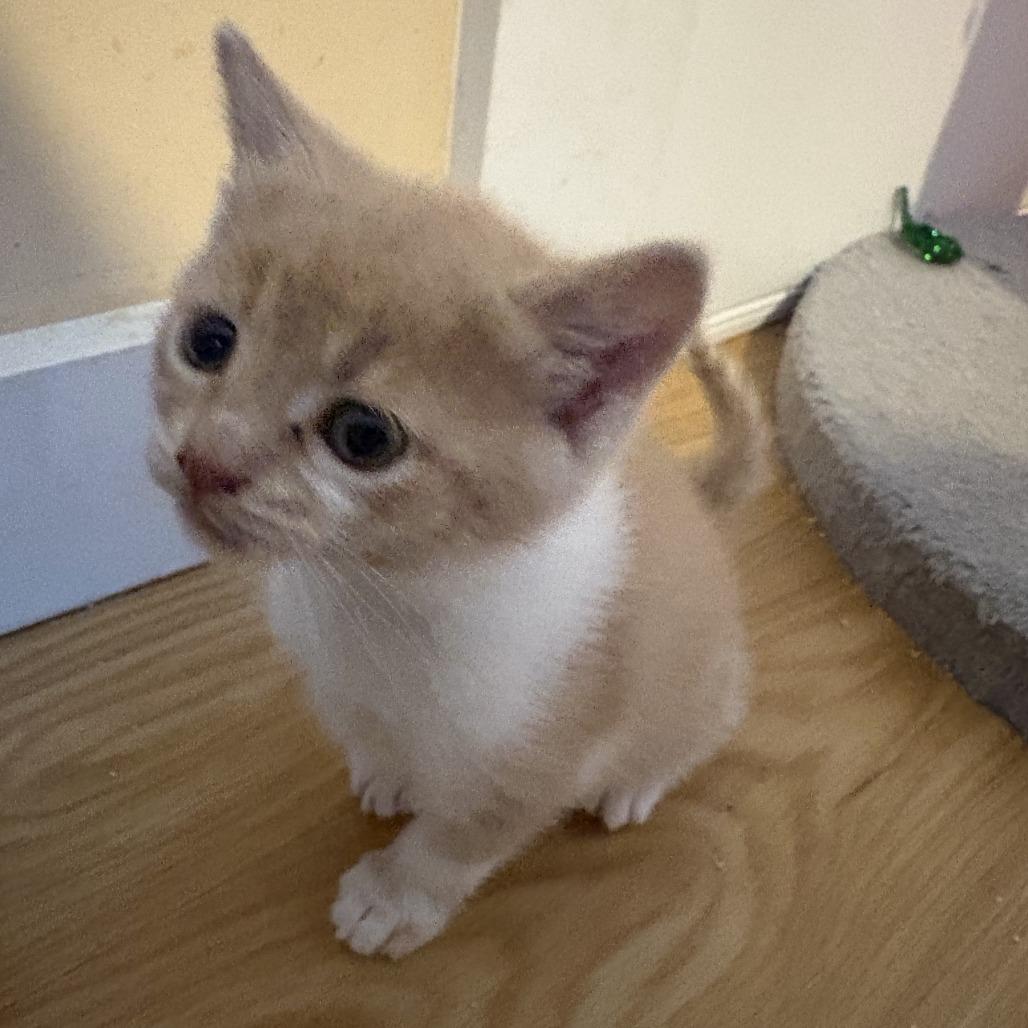 Enlarge Cider, a Adoptable Domestic Short Hair in Asheville, NC image 5/6