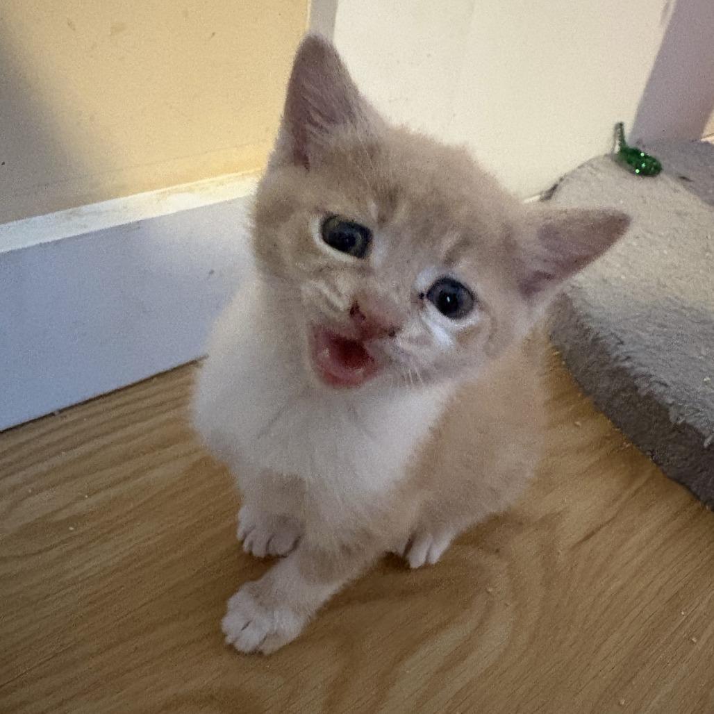 Enlarge Cider, a Adoptable Domestic Short Hair in Asheville, NC image 6/6