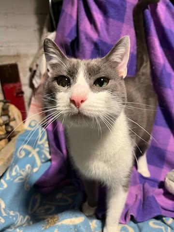 Puddy the Playful Tuxedo Kitty, a Adoptable Domestic Short Hair in New York, NY image 1/5