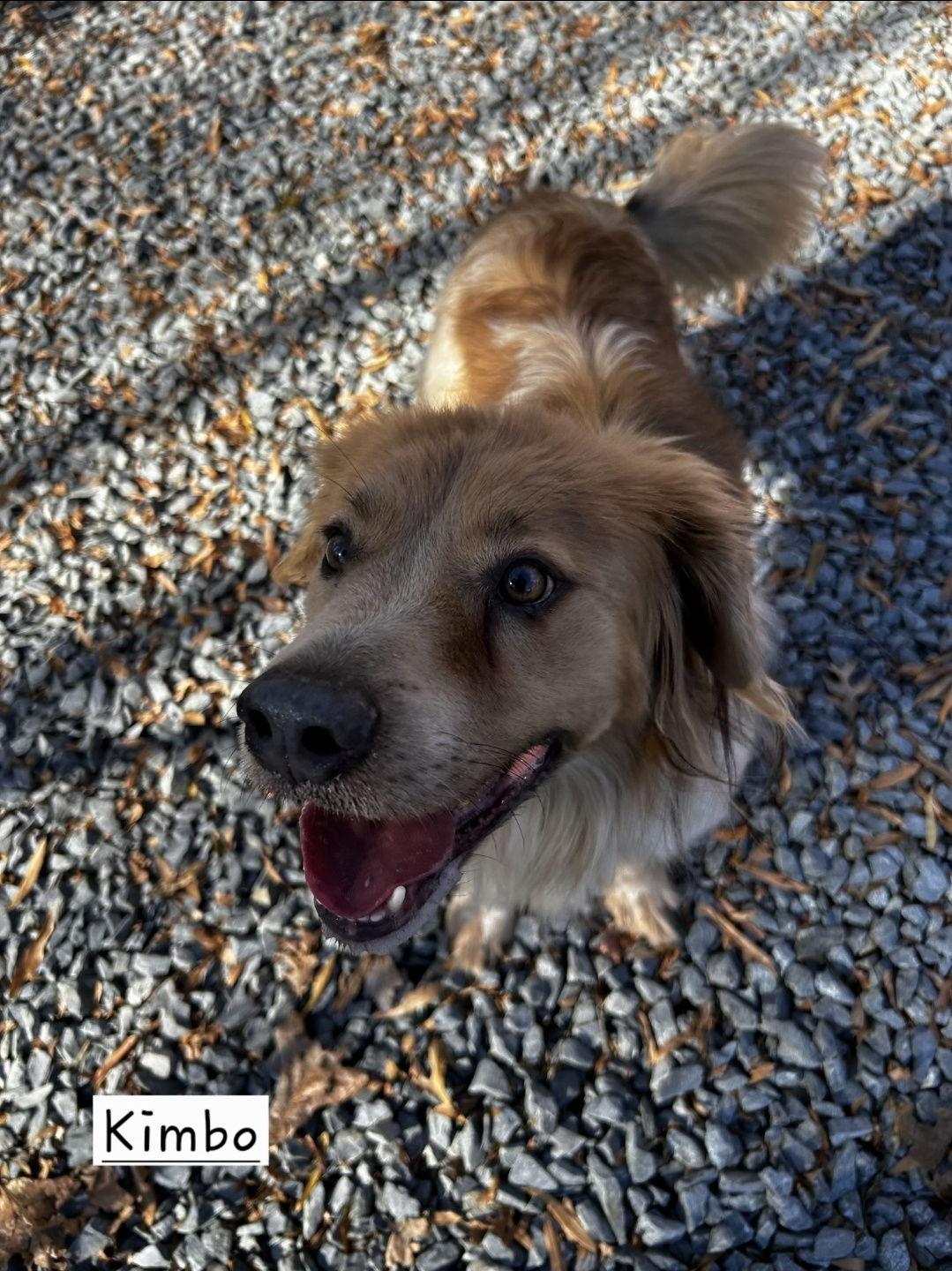 Enlarge Kimbo, a Adopted mixed breed in Albemarle, NC image 1/3