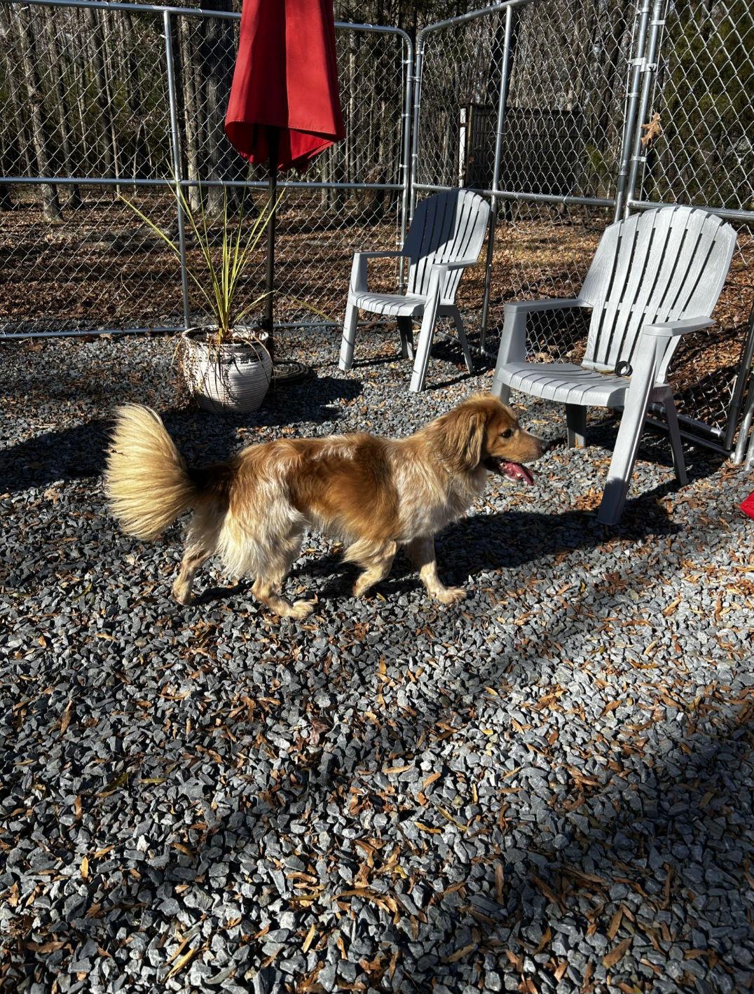 Enlarge Kimbo, a Adopted mixed breed in Albemarle, NC image 2/3