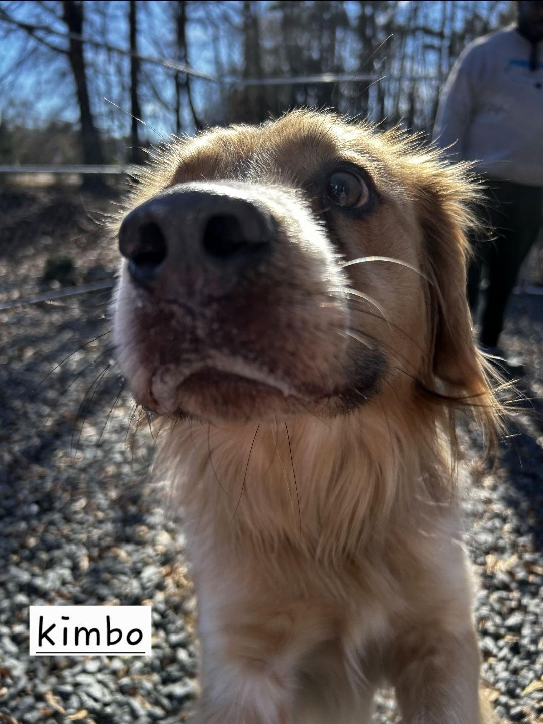 Enlarge Kimbo, a Adopted mixed breed in Albemarle, NC image 3/3