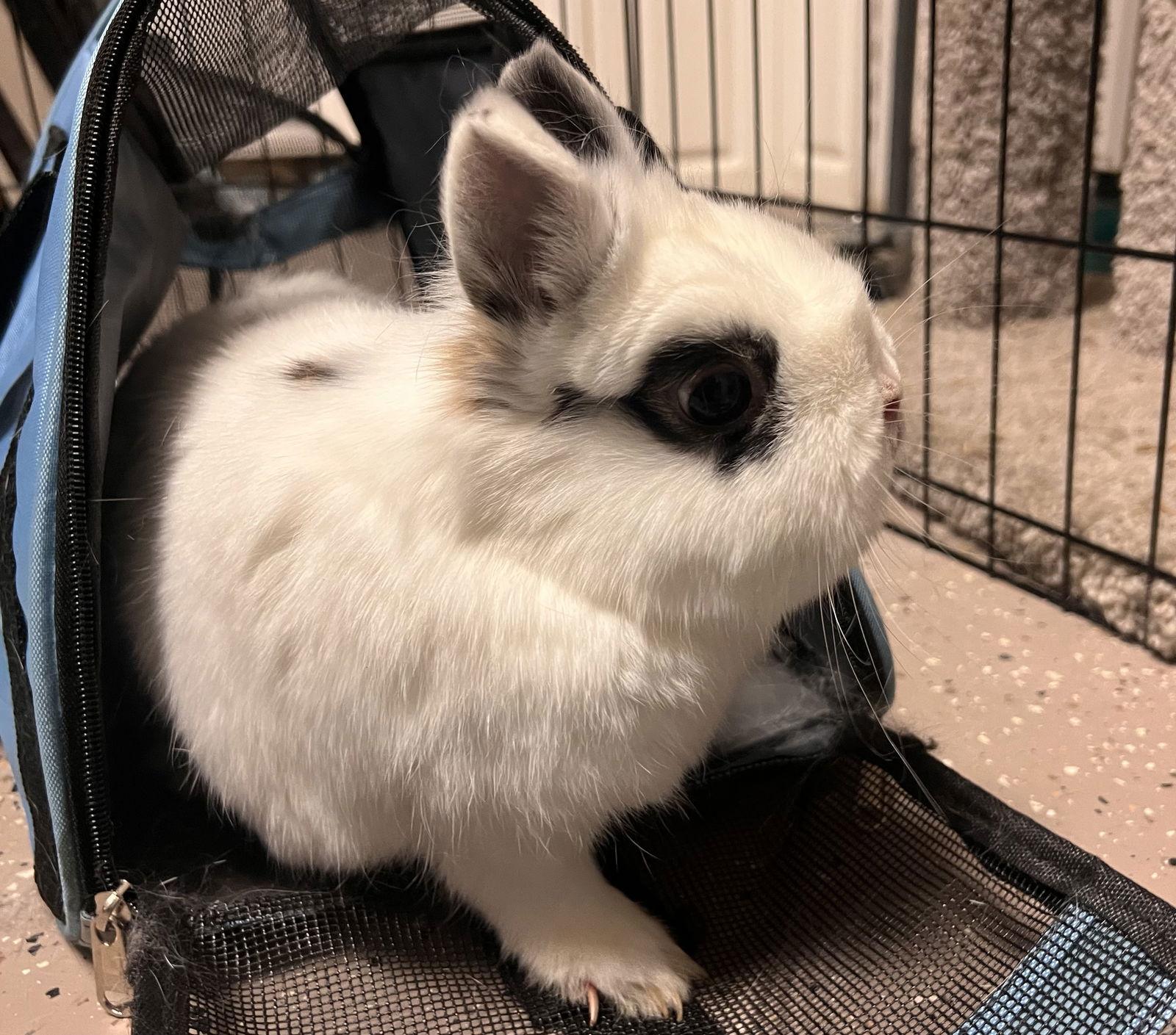 Poppy, Adopted, Adult Female Chinchilla & Netherland Dwarf.