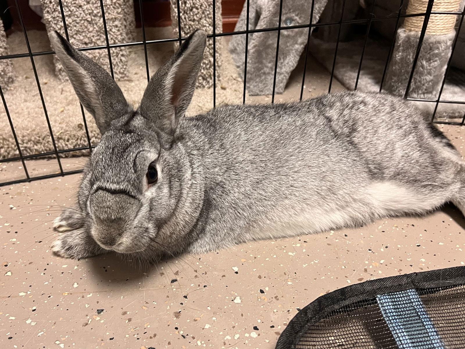 Enlarge Poppy, a Adopted mixed breed in Georgetown, KY image 2/3