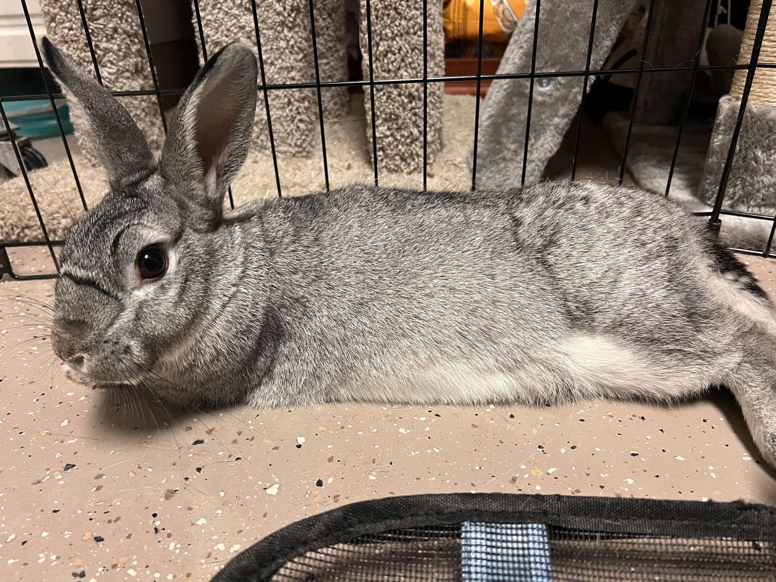 Enlarge Poppy, a Adopted mixed breed in Georgetown, KY image 3/3