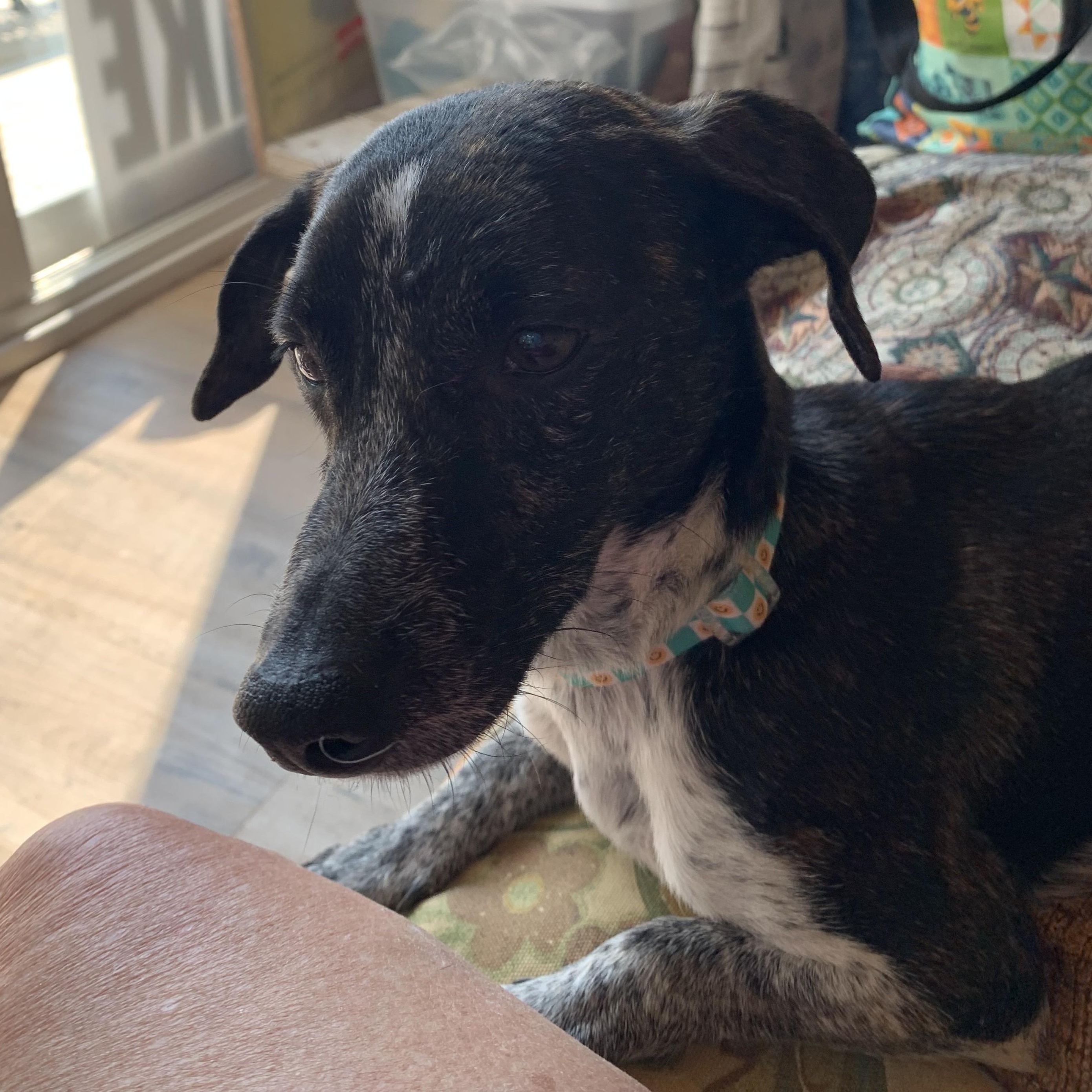 Enlarge Porsha, a Adoptable mixed breed in Gravenhurst, ON image 5/6