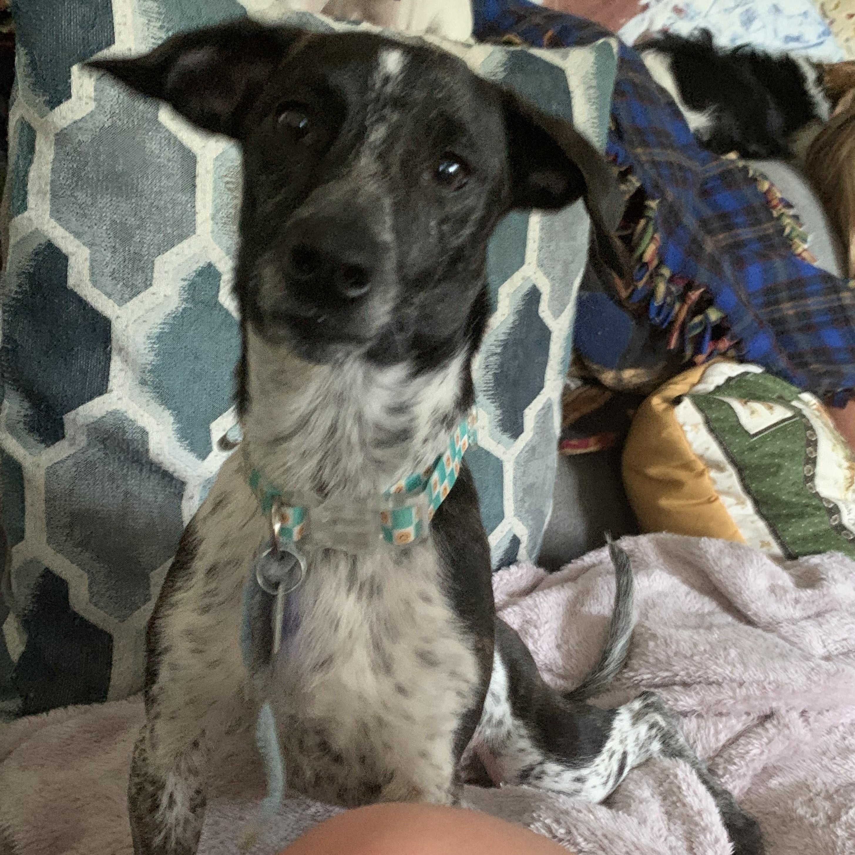 Porsha, Adoptable, Adult Female Dachshund.