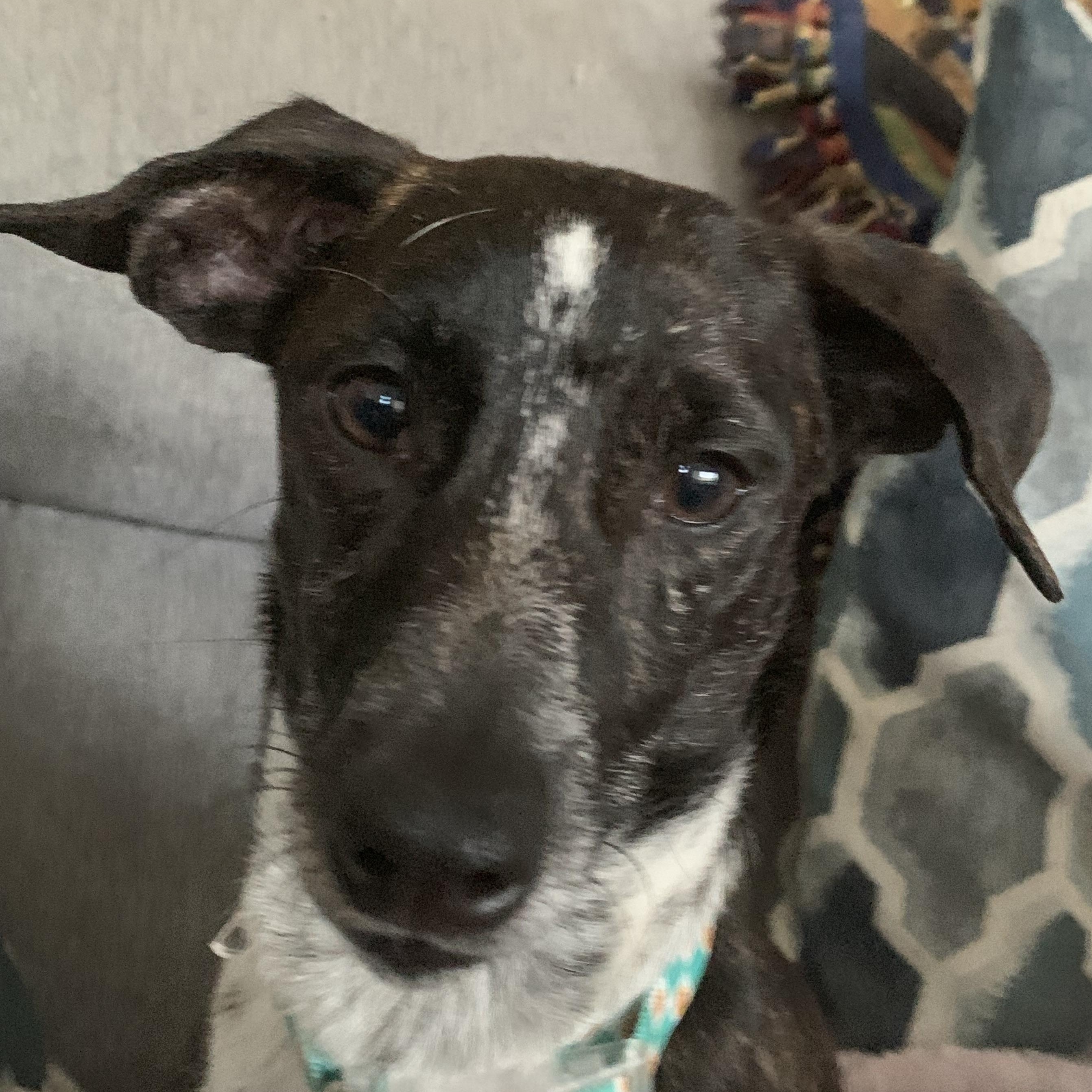 Enlarge Porsha, a Adoptable mixed breed in Gravenhurst, ON image 2/6