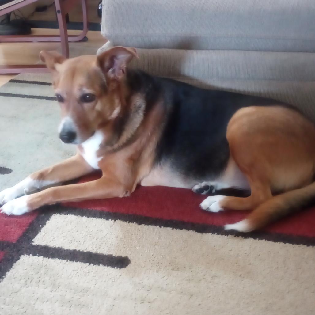 Isabella, Adoptable, Senior Female German Shepherd Dog & Mixed Breed.