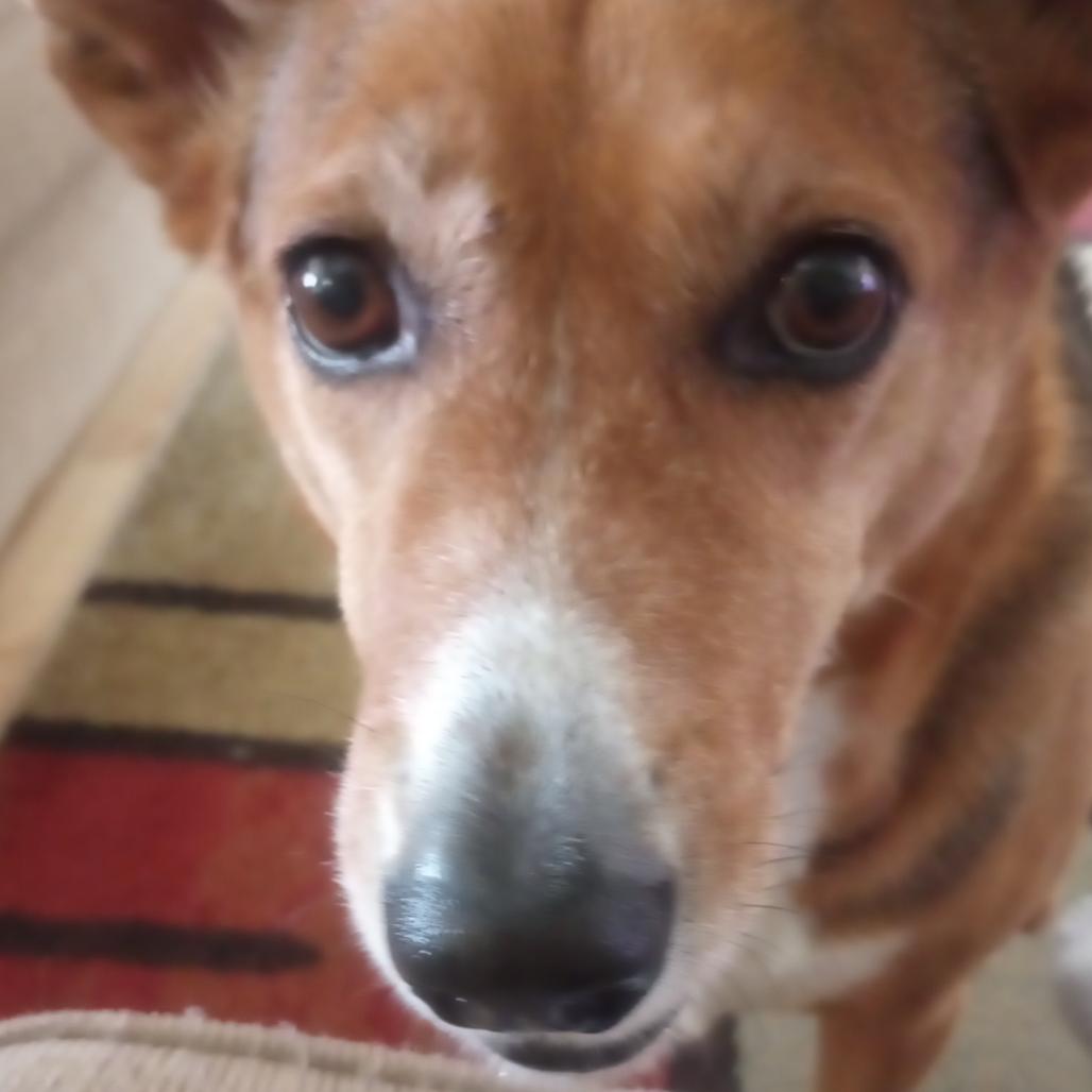 Enlarge Isabella, a Adoptable mixed breed in Fort Collins, CO image 2/4