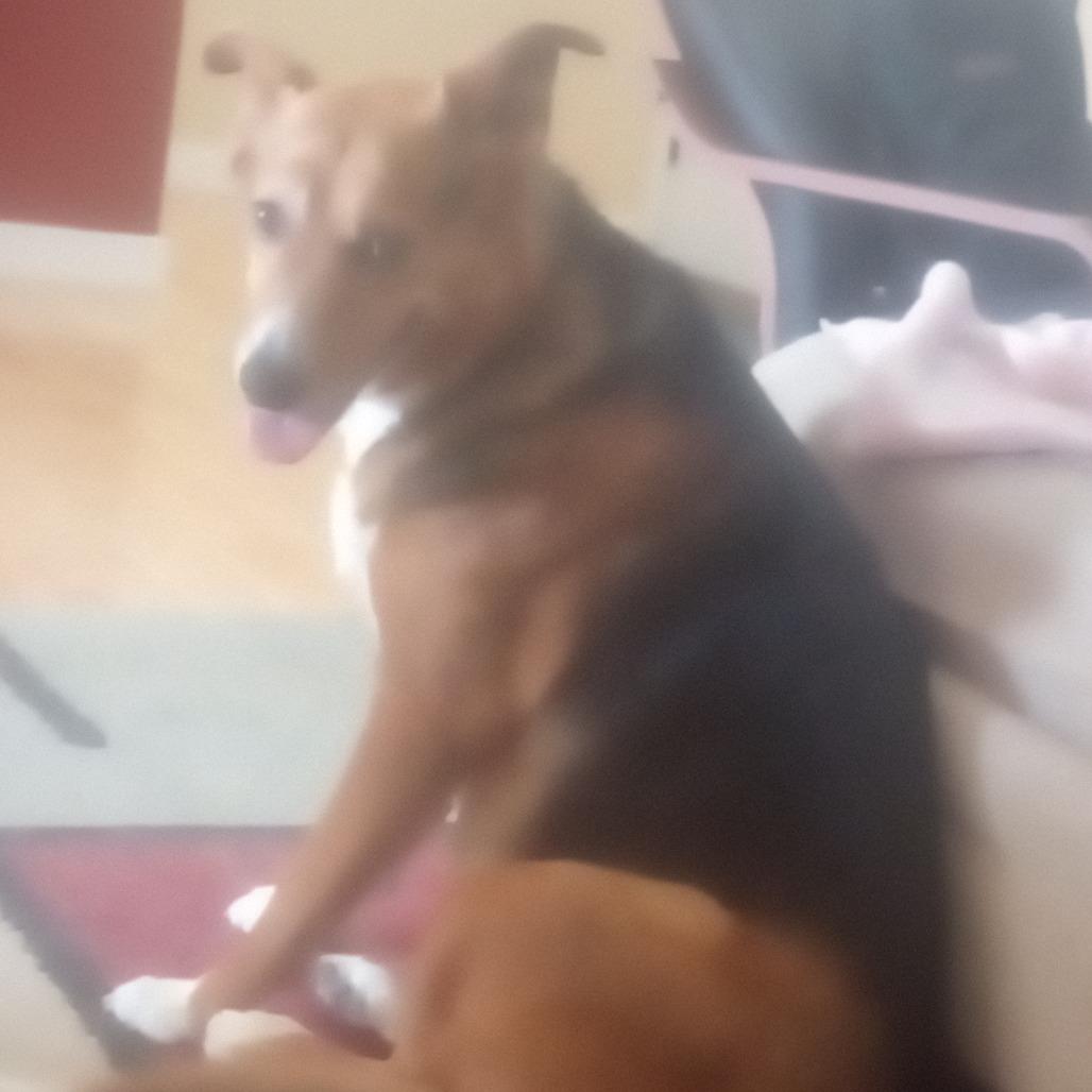 Enlarge Isabella, a Adoptable mixed breed in Fort Collins, CO image 3/4