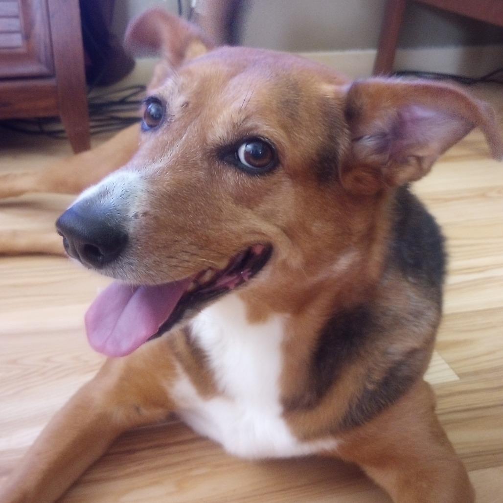 Enlarge Isabella, a Adoptable mixed breed in Fort Collins, CO image 4/4