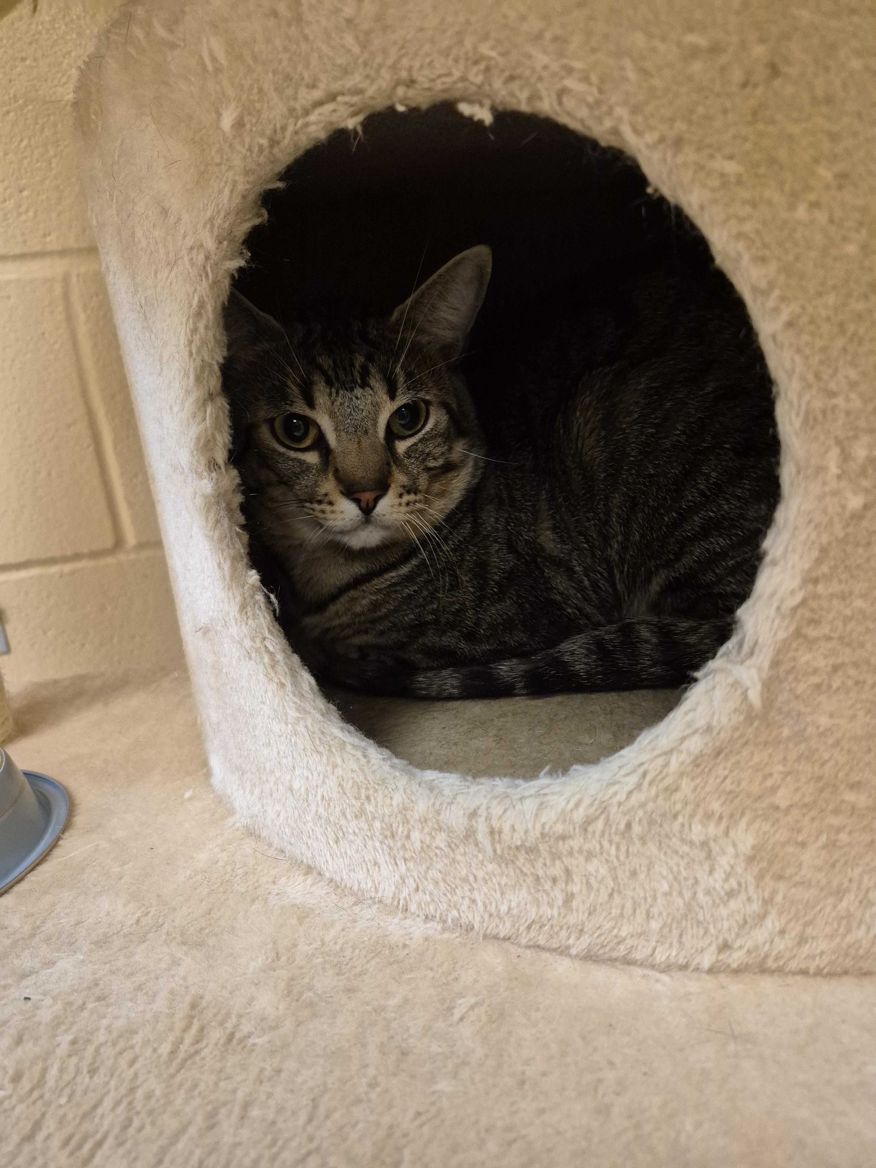 Enlarge Rooster, a ADOPTABLE Domestic Short Hair in Schertz, TX image 1/1