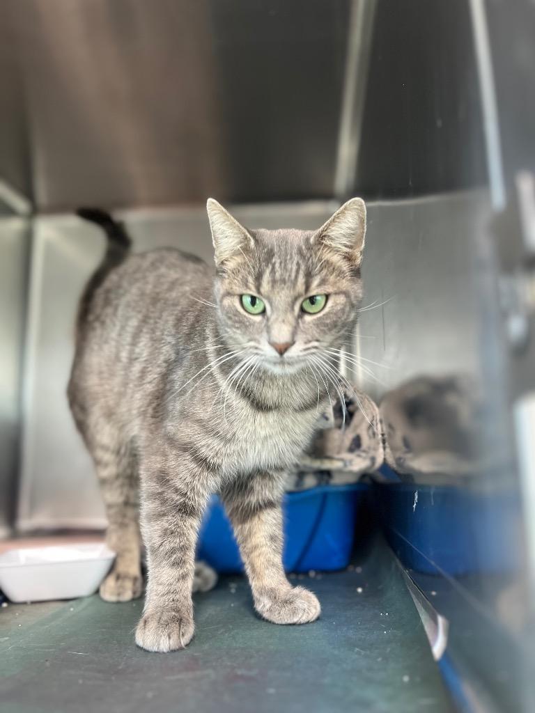 Mama B, Adoptable, Adult Female Domestic Short Hair.