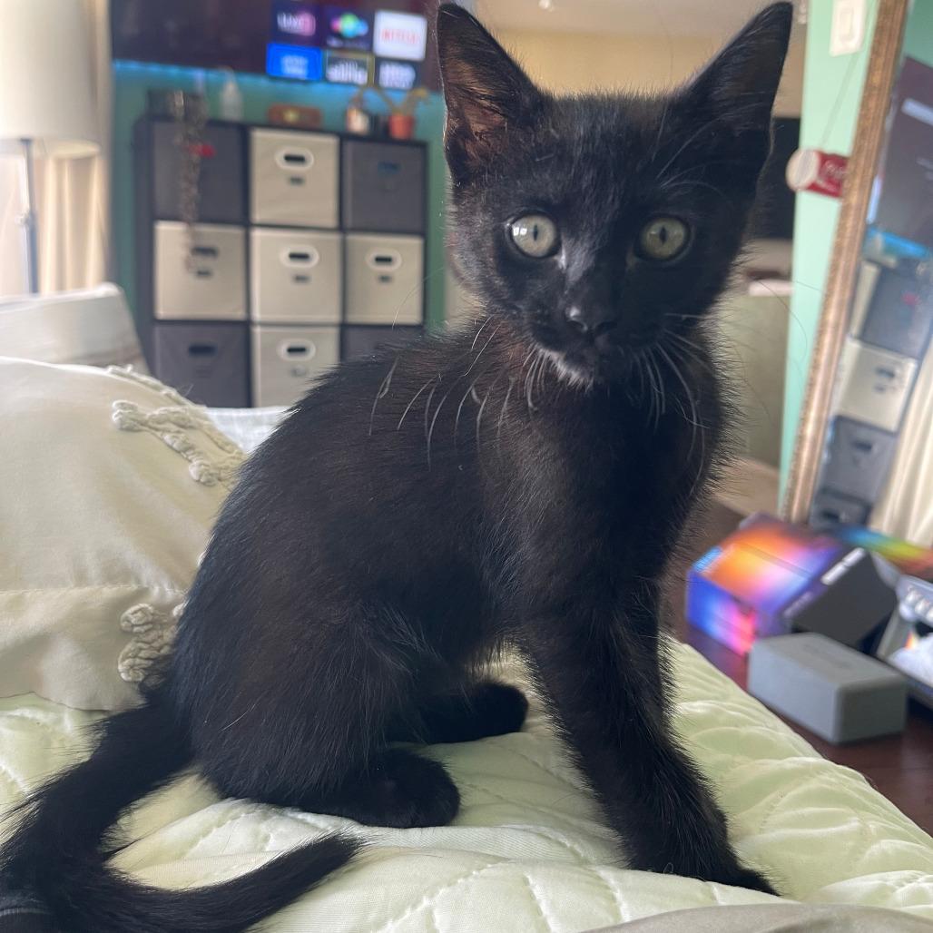 Cheese Wiz, Adoptable, Kitten Male Domestic Short Hair.