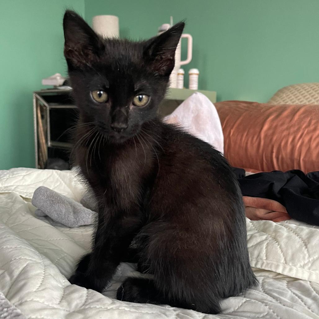 Cheese Wiz, a Adoptable Domestic Short Hair in Los Angeles, CA image 2/6