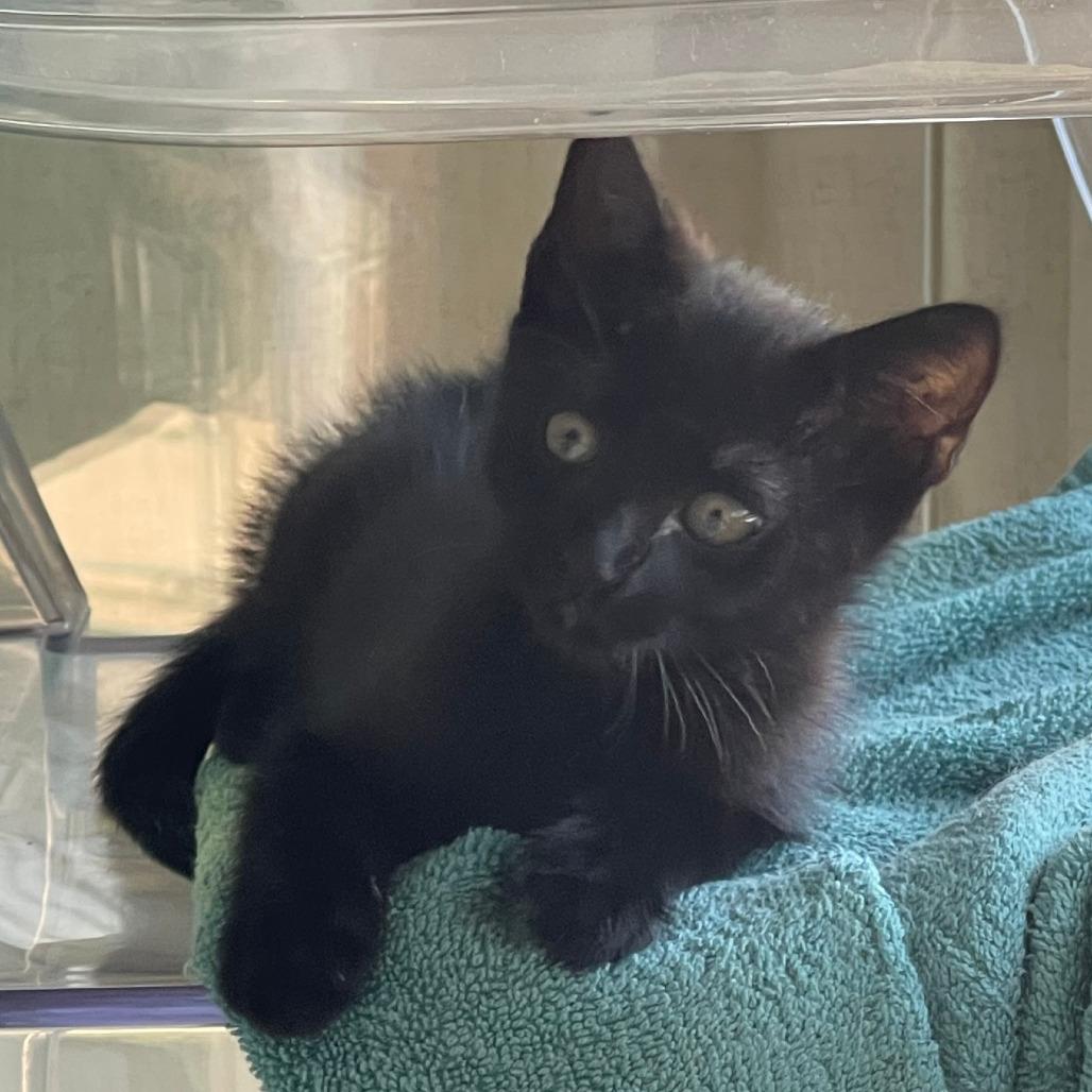 Cheese Wiz, a Adoptable Domestic Short Hair in Los Angeles, CA image 3/6