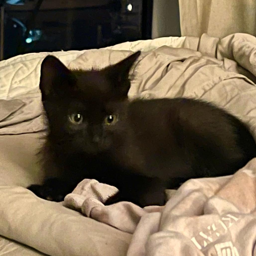 Cheese Wiz, a Adoptable Domestic Short Hair in Los Angeles, CA image 4/6