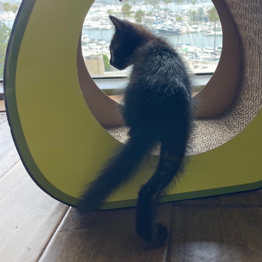 Cheese Wiz, a Adoptable Domestic Short Hair in Los Angeles, CA image 5/6