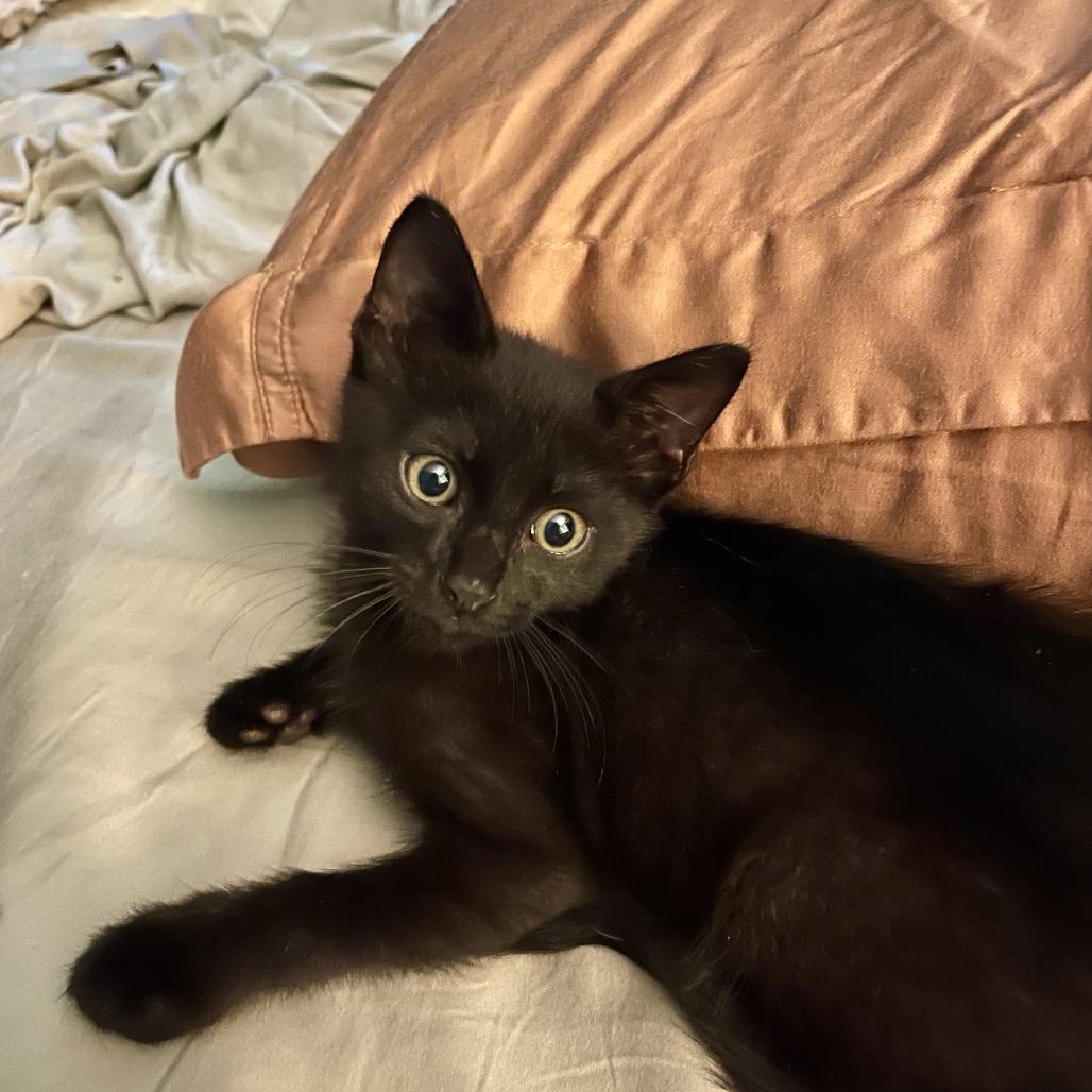 Cheese Wiz, a Adoptable Domestic Short Hair in Los Angeles, CA image 6/6