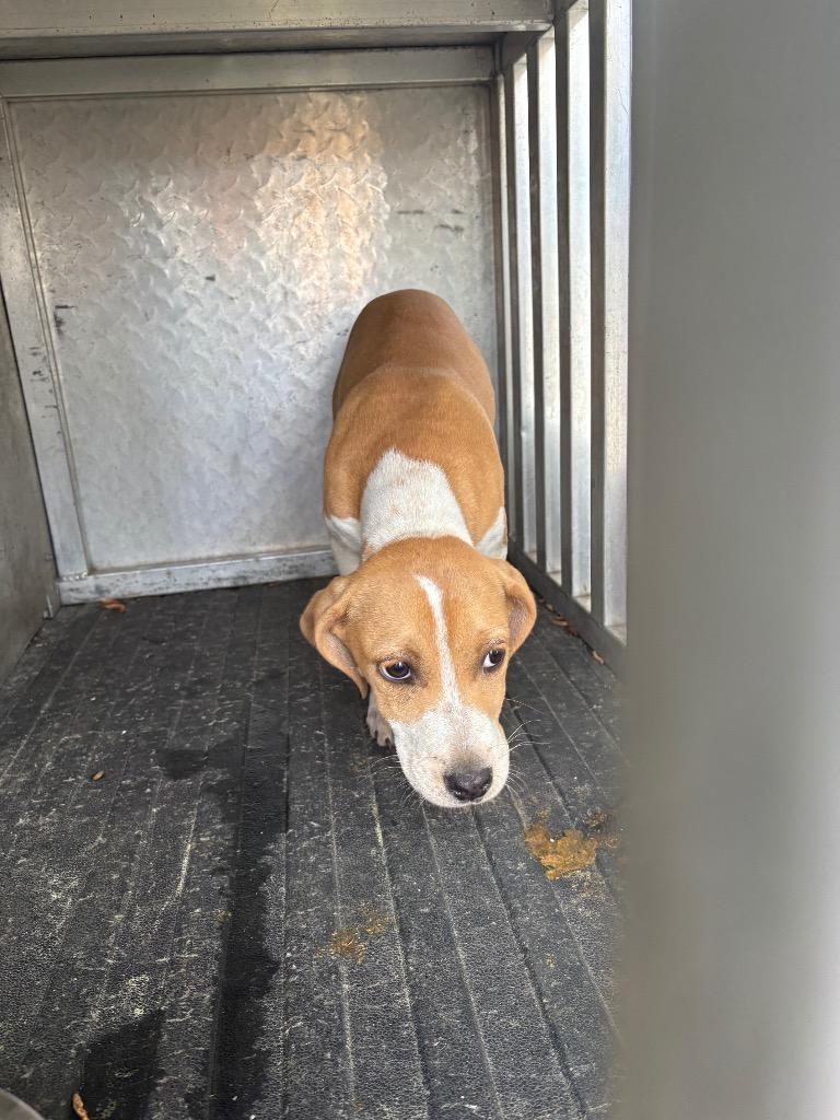 Maple, a Adoptable mixed breed in Effingham, SC image 1/2