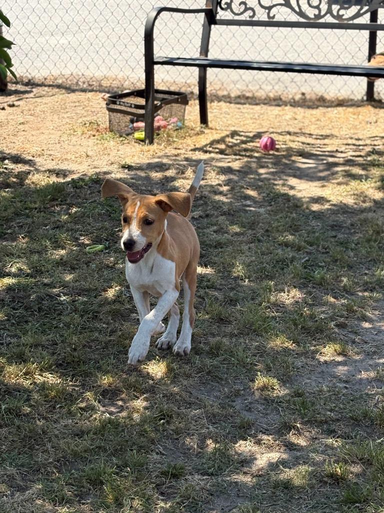 Maple, a Adoptable mixed breed in Effingham, SC image 2/2