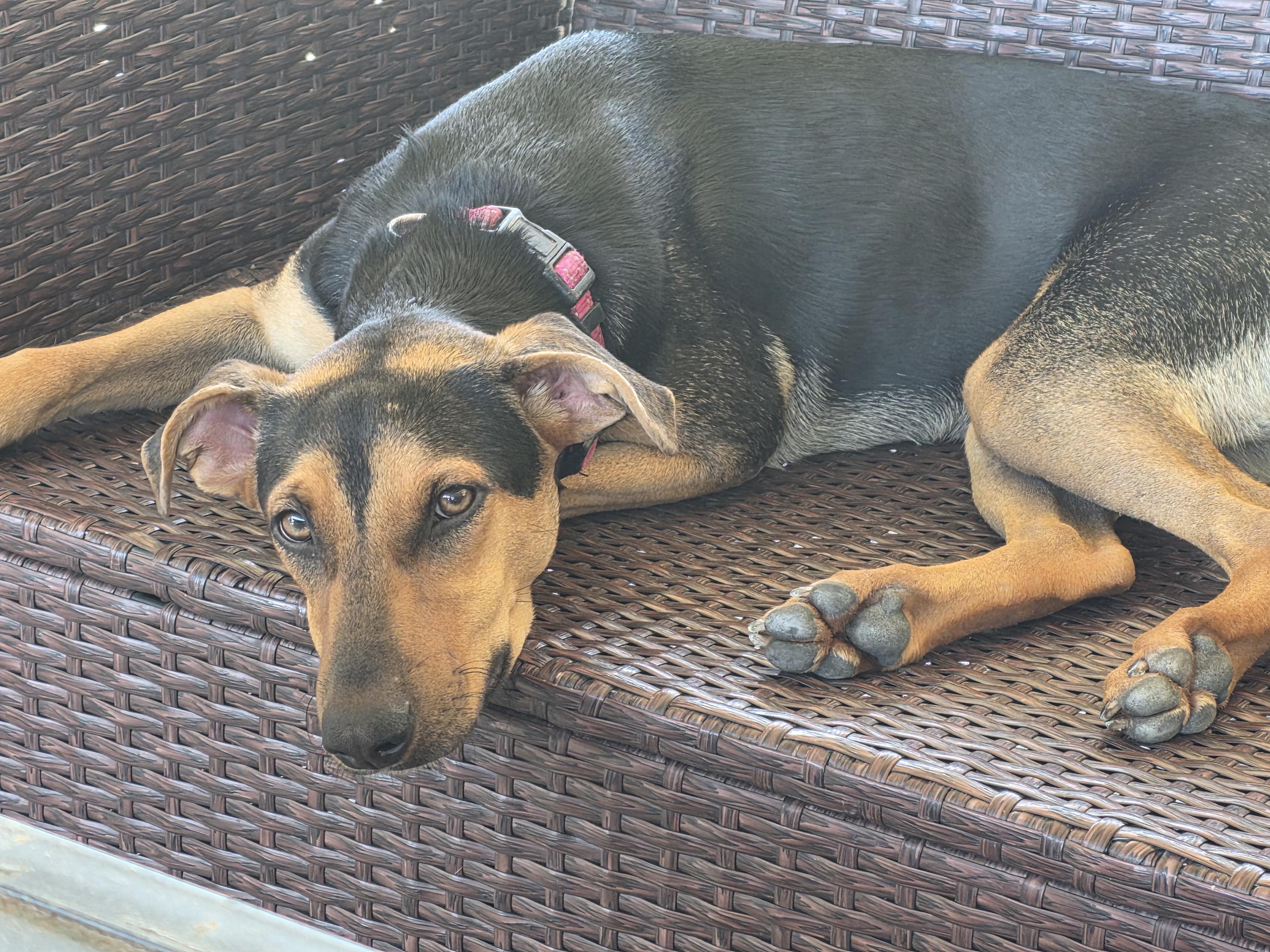 Enlarge Zoey, a Adoptable mixed breed in Willowbrook , IL image 4/6