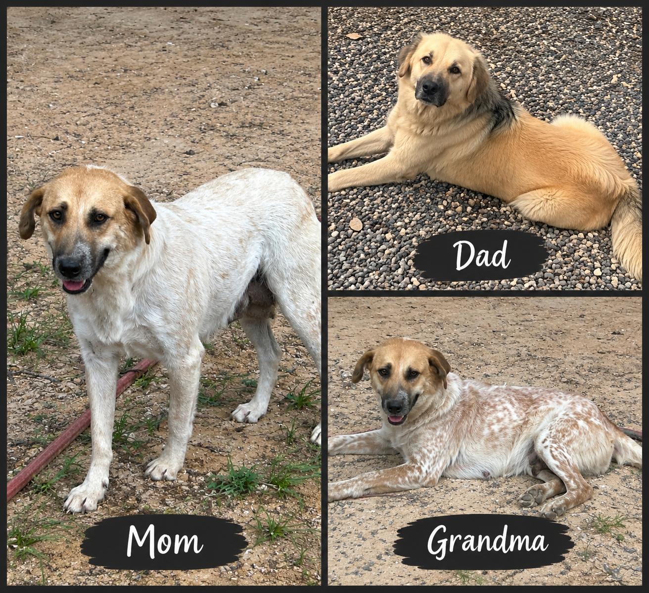 Enlarge Beth, a Adopted mixed breed in Houston, TX image 5/5