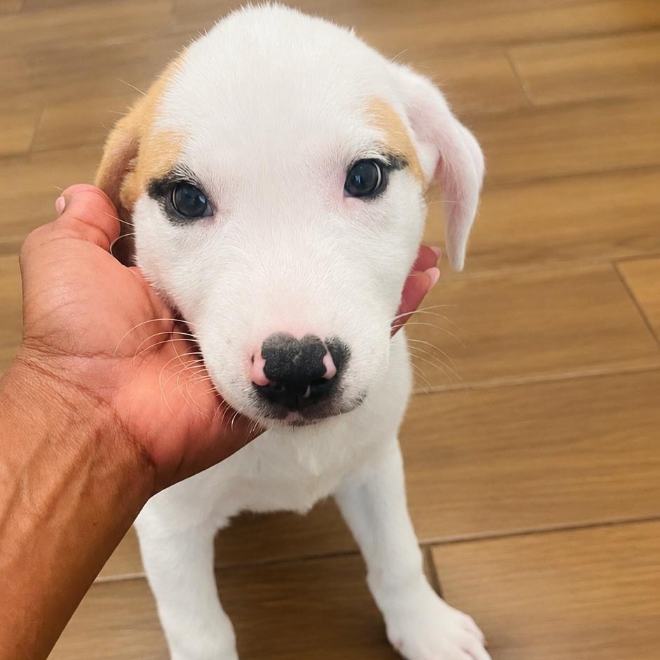 Enlarge Beth, a Adopted mixed breed in Houston, TX image 4/5