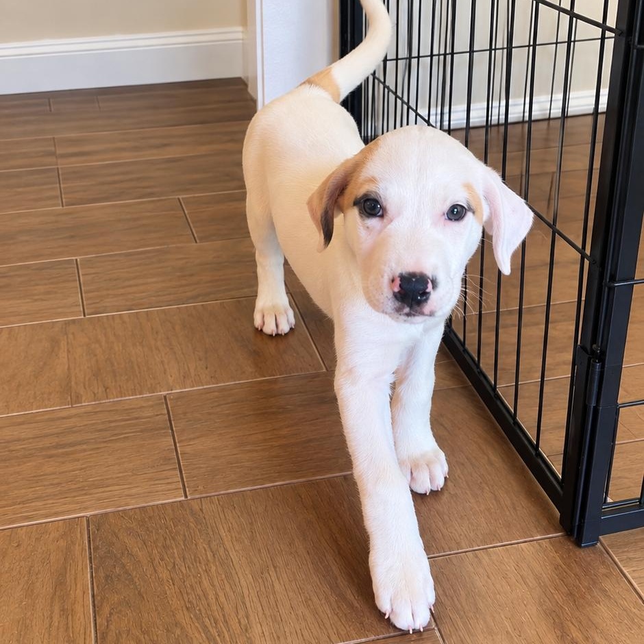 Beth, Adopted, Puppy Female Anatolian Shepherd & Shepherd.