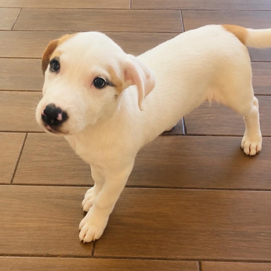 Enlarge Beth, a Adopted mixed breed in Houston, TX image 2/5