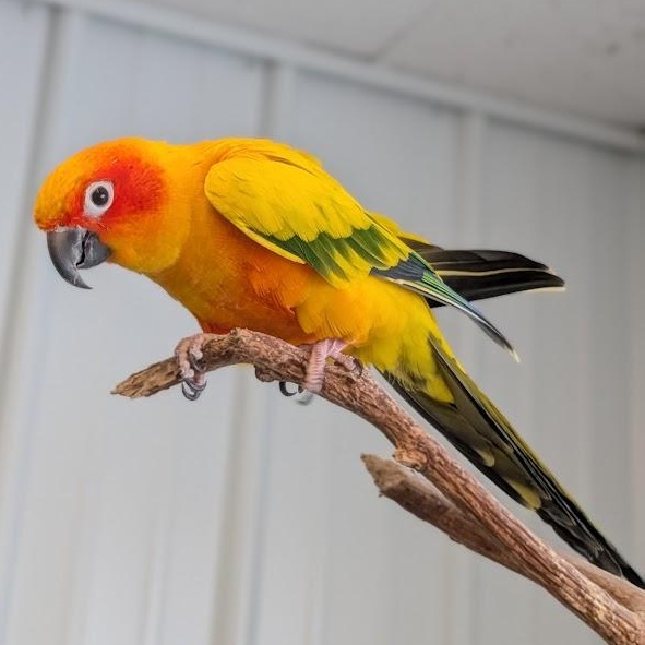 Enlarge Buddy, a ADOPTABLE Conure in Alma, MI image 1/2