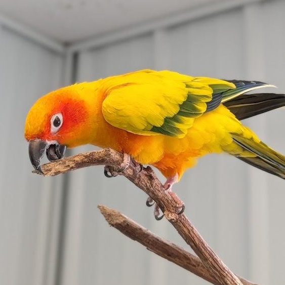 Enlarge Buddy, a ADOPTABLE Conure in Alma, MI image 2/2
