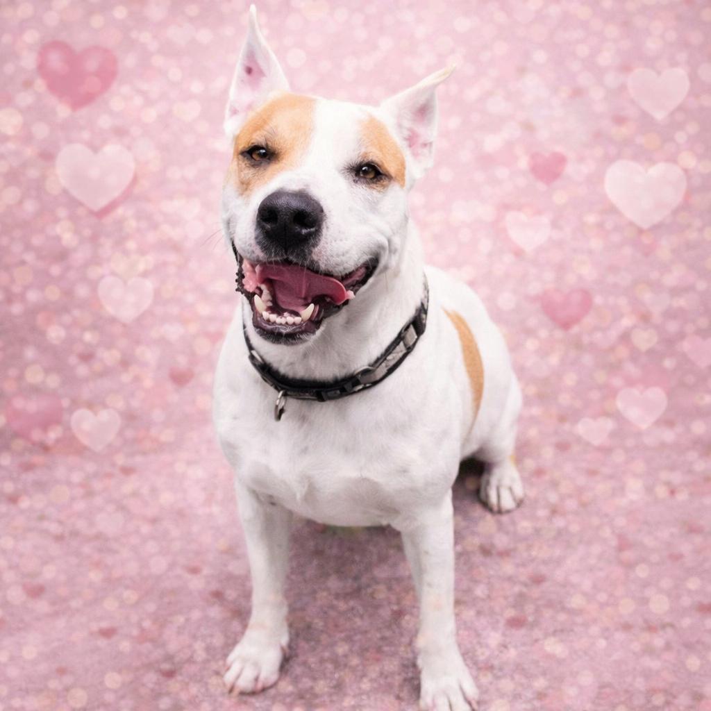 Enlarge *Ginny, a Adoptable mixed breed in Justin, TX image 1/5