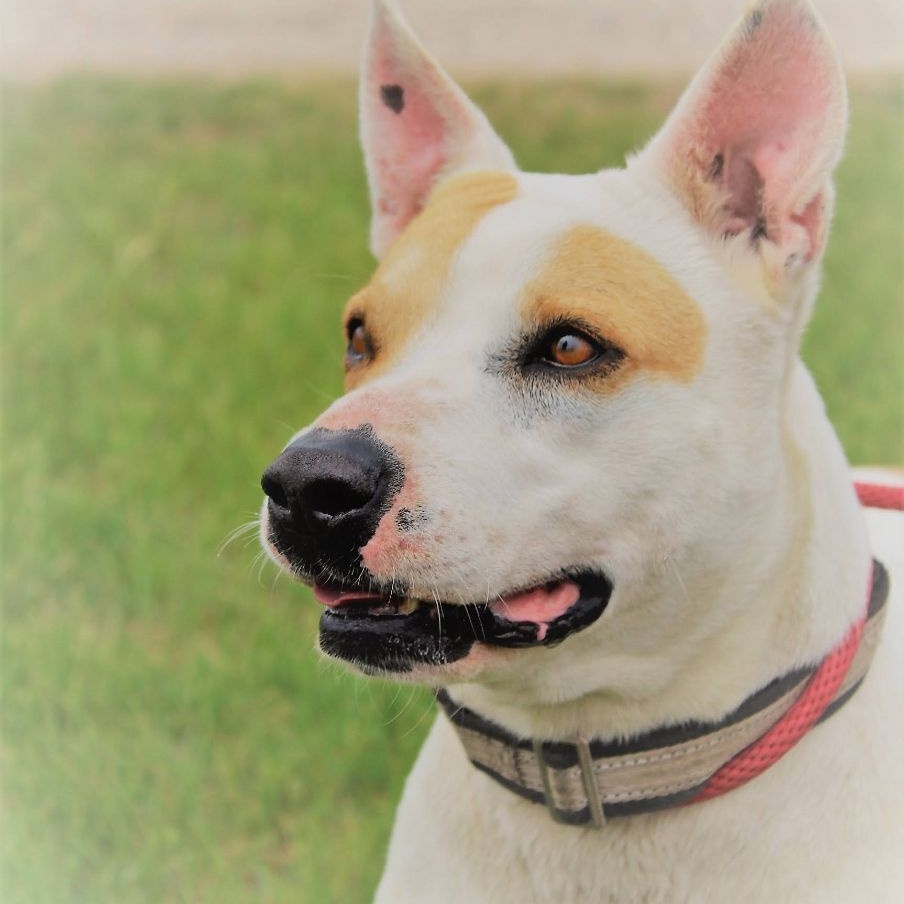 Enlarge *Ginny, a Adoptable mixed breed in Justin, TX image 4/5