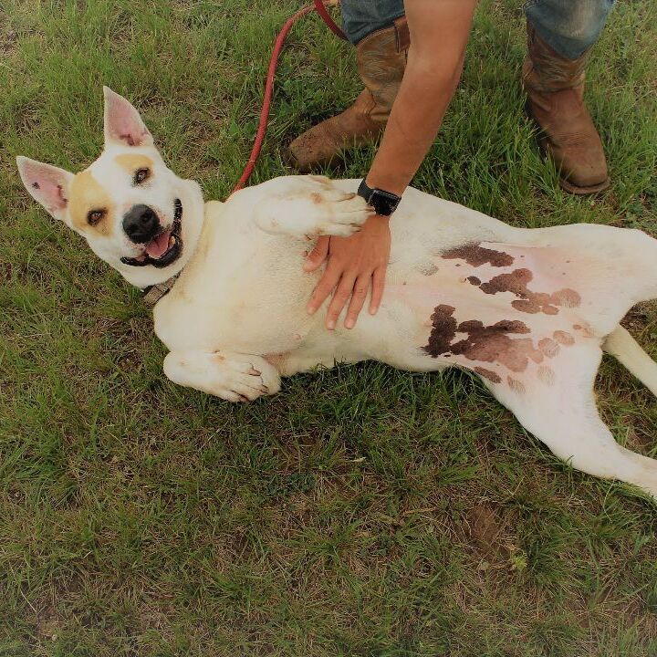 Enlarge *Ginny, a Adoptable mixed breed in Justin, TX image 5/5