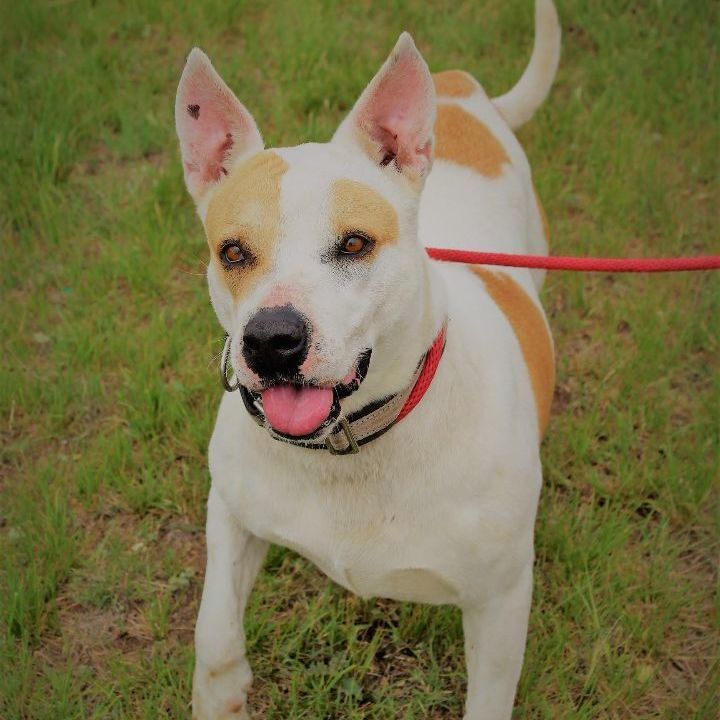 Enlarge *Ginny, a Adoptable mixed breed in Justin, TX image 2/5